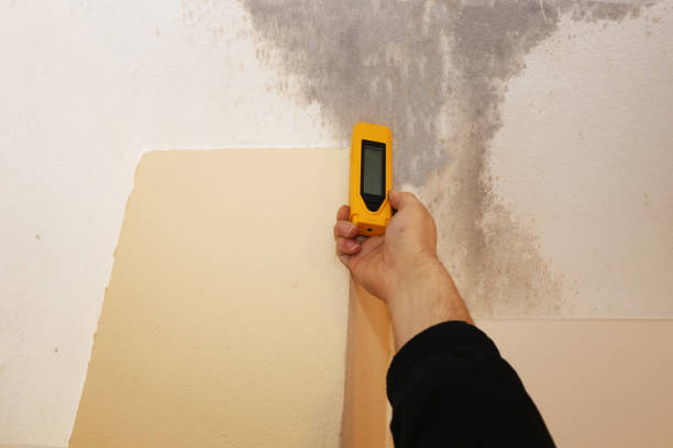 Best Air Quality Testing for Mold Spores  in Scanlon, MN