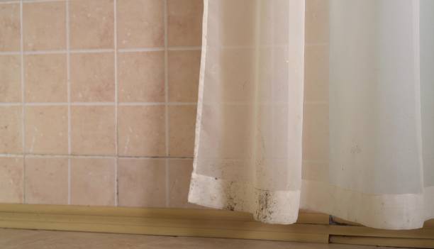 Best Mold Odor Removal Services  in Scanlon, MN