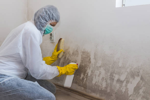 Best Real Estate Mold Inspection  in Scanlon, MN