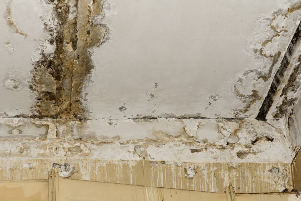 Best HVAC Mold Inspection and Cleaning  in Scanlon, MN