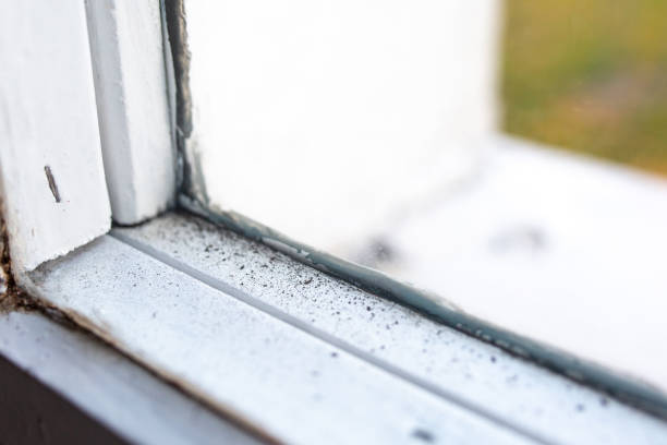 Best Post-Construction Mold Inspection  in Scanlon, MN