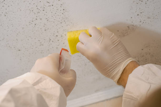 Best Black Mold Removal  in Scanlon, MN