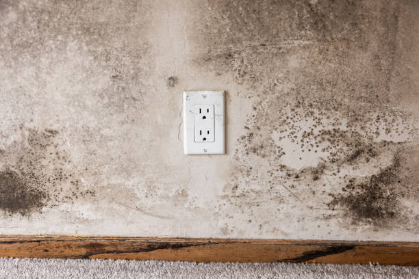 Best Emergency Mold Remediation  in Scanlon, MN