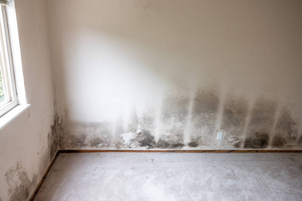 Best Comprehensive Air Testing for Mold Contaminants  in Scanlon, MN