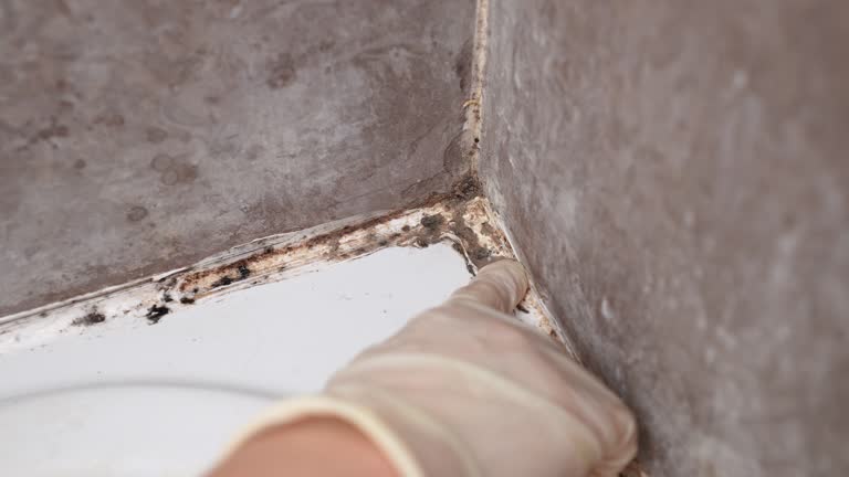 Best Basement Mold Removal  in Scanlon, MN